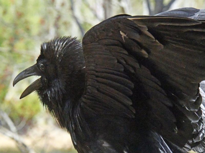 Spring, Bear Foods, Rowdy Raven, and a Hidden Picture - UPDATE May 16, 2022