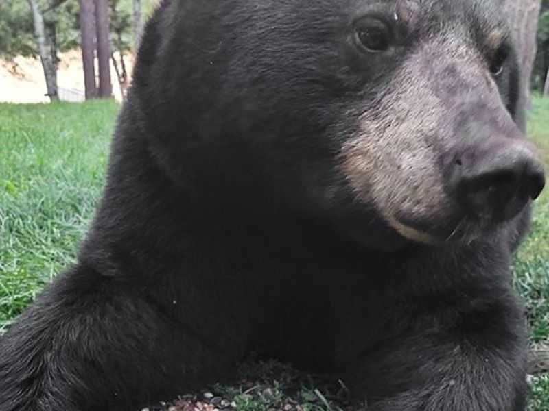 Lily Being Seen, More Mothers with Cubs - UPDATE August 19, 2025