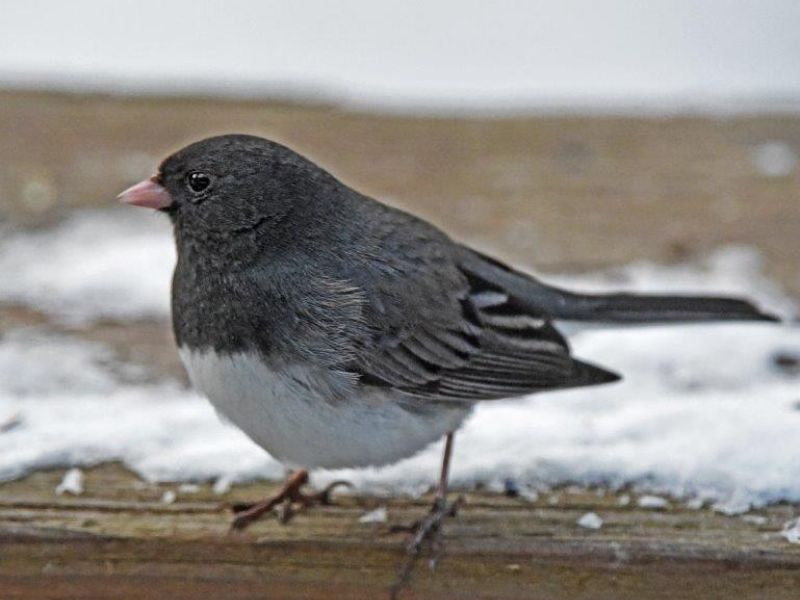 Ted, Raven, Website, and Research - UPDATE April 3, 2016