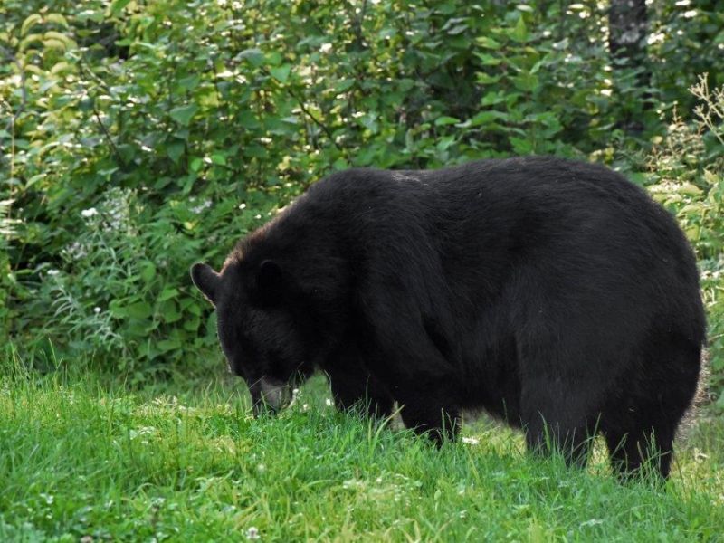 Gentle Jack, Gentle Fred, Nice Donna, and Watching Loons Live on the Lake - UPDATE August 9, 2022