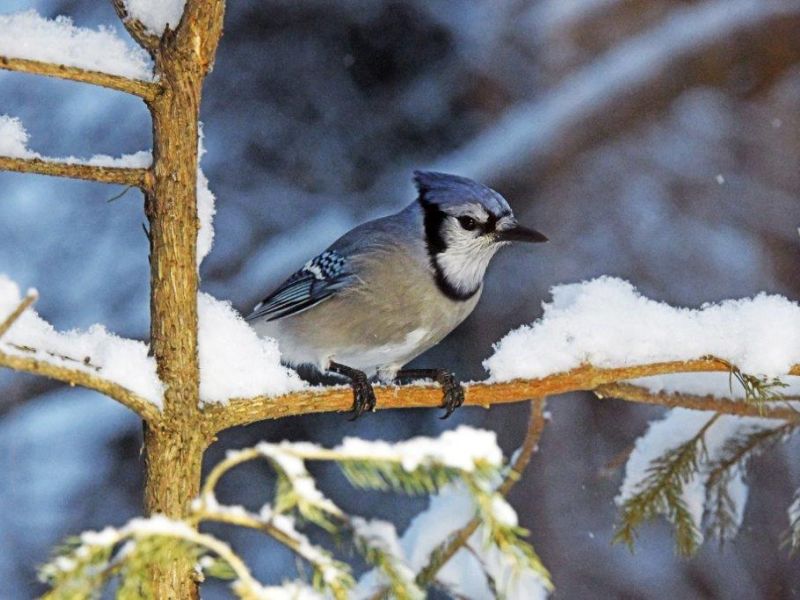 Big Snow and Hungry Critters - UPDATE December 16, 2022