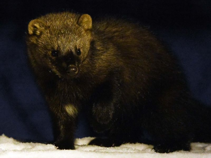 Wildlife Action on a Nice Day - UPDATE January 12, 2026