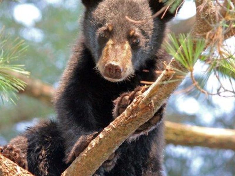 Cub Day - UPDATE August 4, 2021