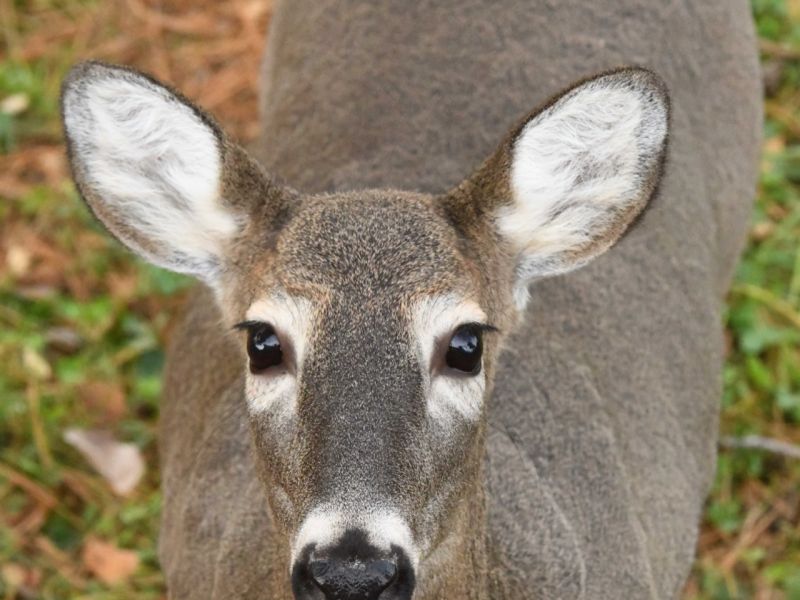 Bears, Beavers, and Birds - UPDATE October 30, 2025