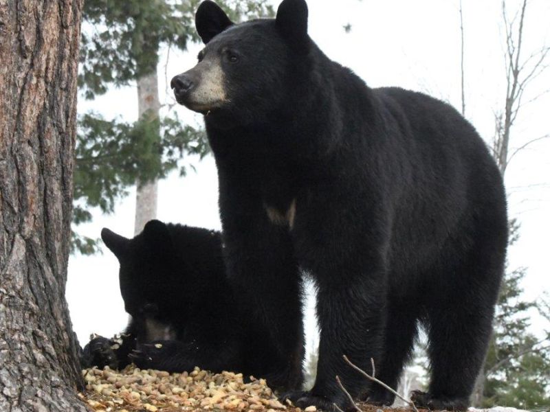Celebrating Earth Day With Bears! - UPDATE April 22, 2022