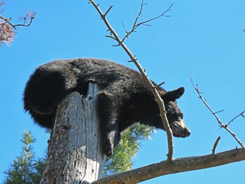 What Do Cedar Chips Do to Bears? - UPDATE May 27, 2022