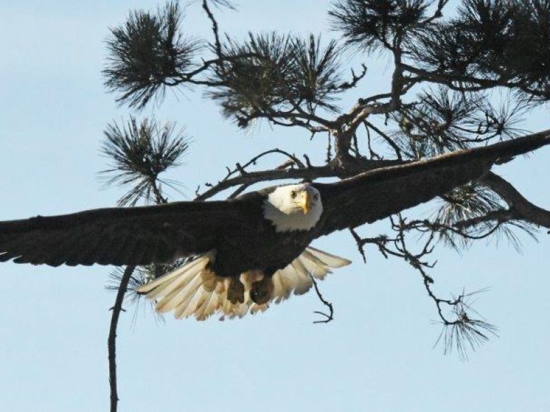 The Eagle Wins Again - UPDATE April 6, 2024