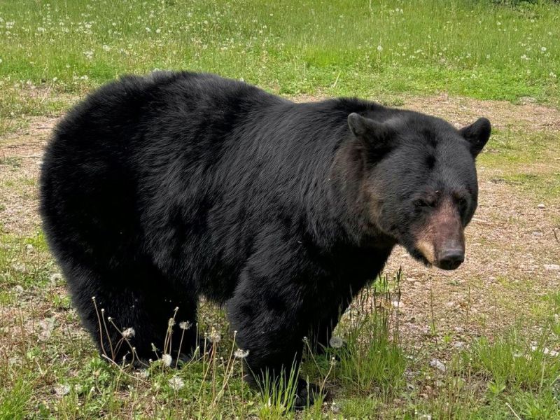 Snowball, Bertha, Lucy, Jewel - UPDATE May 31, 2024