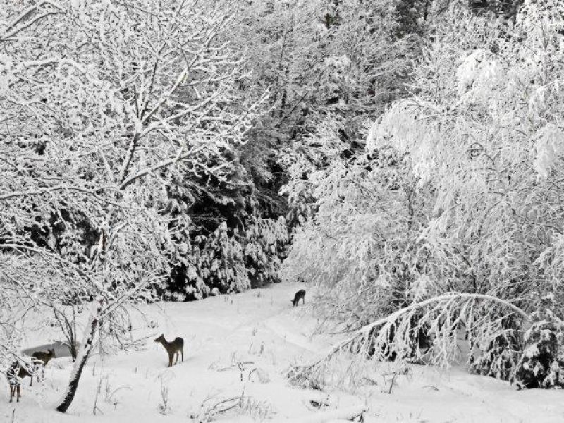 A Beautiful Snowfall, Deer, and Redpoll Mania - UPDATE April 14, 2022