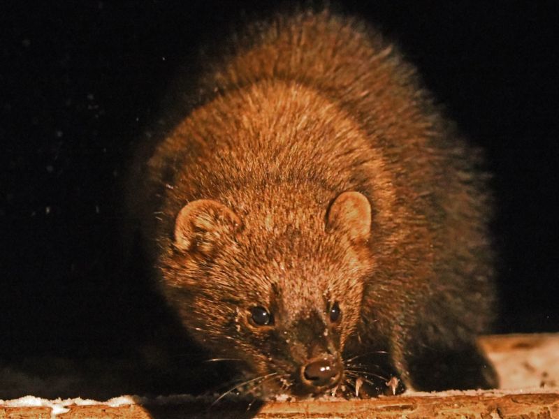 Fisher Excitement, Blue Jays at Work, and a Big Thank You - UPDATE December 10, 2025