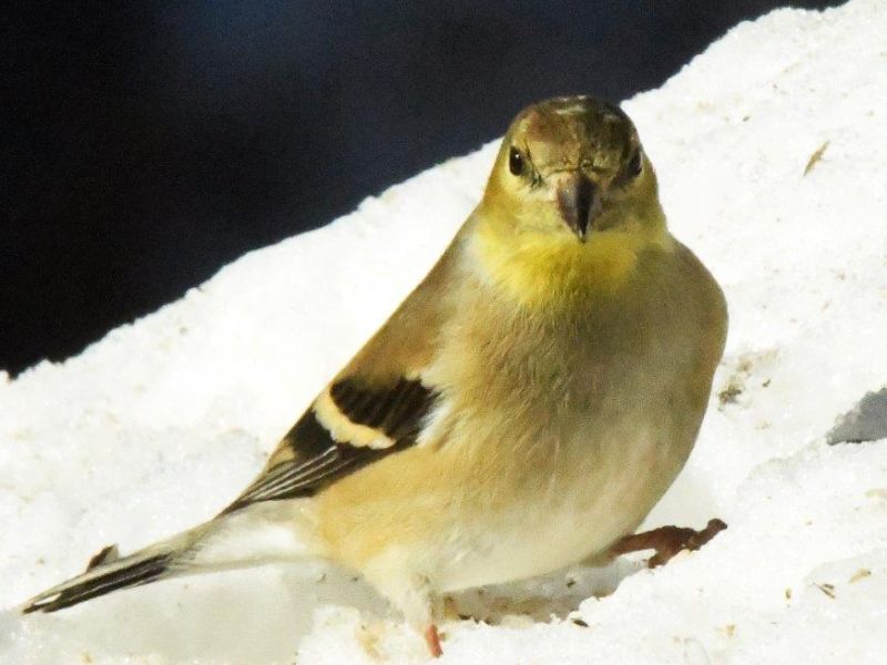 Deer, a Bird, and a Mystery Solved - UPDATE February 11, 2023