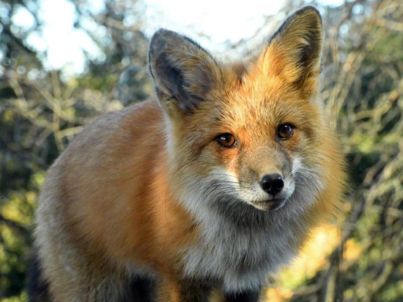Bears by Night, and a Fox by Day - UPDATE October 30, 2021