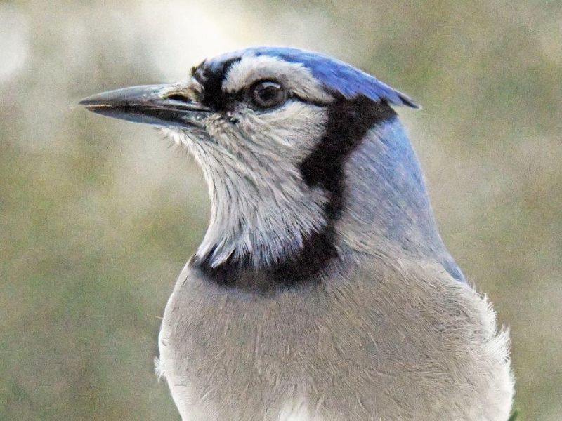 Blue Sky and Blue Jays - UPDATE February 8, 2022
