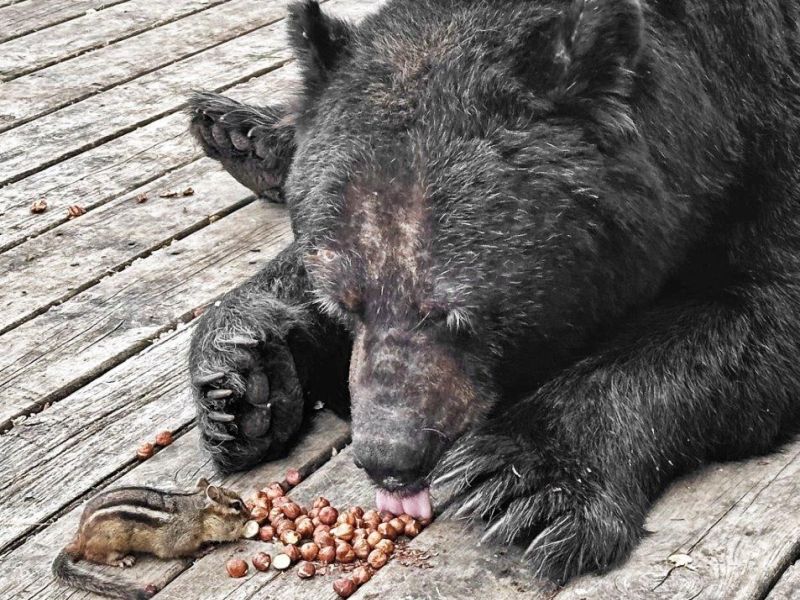 A Bear Visit Remembered - UPDATE November 12, 2023