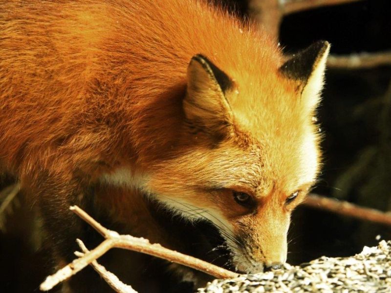 An Exciting Fox Treat, and More - UPDATE February 15, 2023