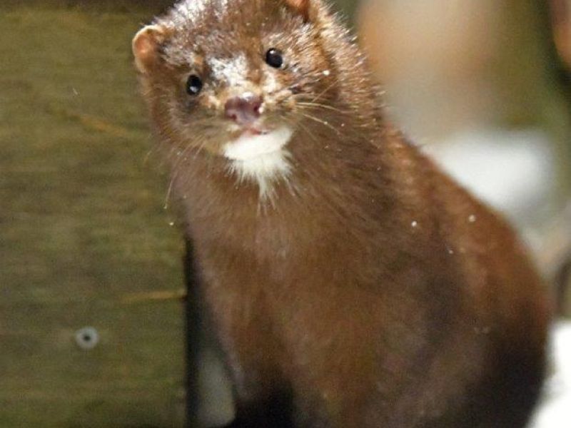 A Fun Day and a Den Cam Permit - UPDATE February 5, 2021