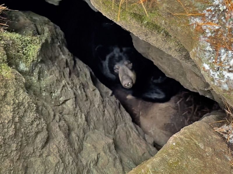 Lily and Her Three Cubs are in a Den - UPDATE October 17, 2022