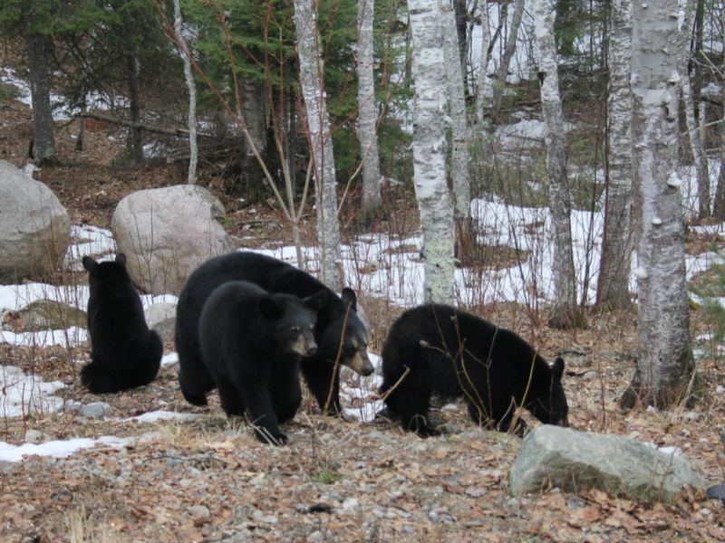 Signs of Spring—Bears!!! - UPDATE March 23, 2021