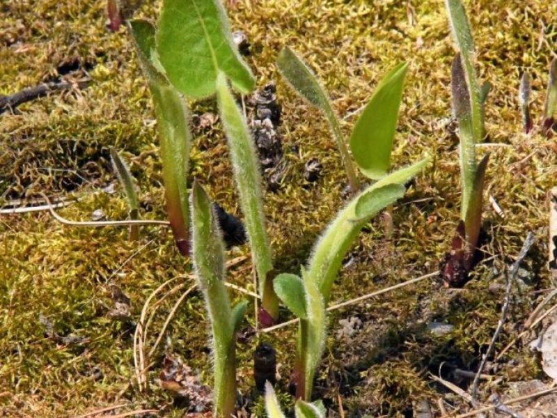 Greenup Means Bear Food - UPDATE May 13, 2021   