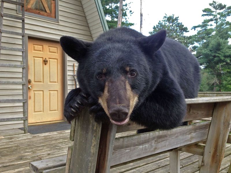 How do the WRI and the NABC differ? Sudden openings in the Bear Field Study Courses - UPDATE May 6, 2021   