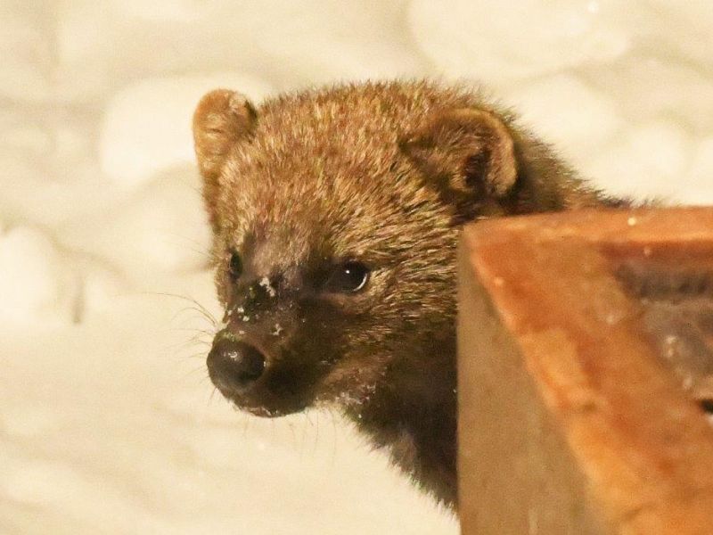 Fisher Fascination and Toe-Tapping Rhythm and Rhyme - UPDATE December 18, 2022