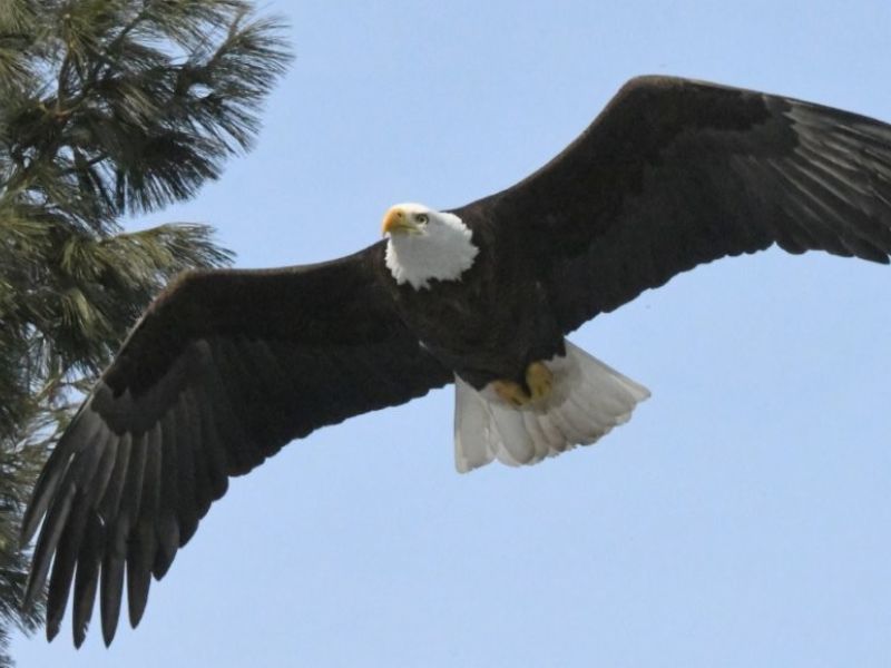 Faces of Wildlife, Tracks of Spanky, and New Openings in Bear Courses - UPDATE April 10, 2026