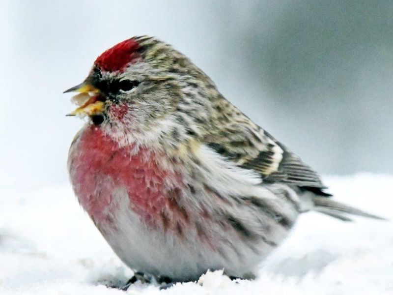Pretty Girl Okay, A Day With Birds - UPDATE February 7, 2022