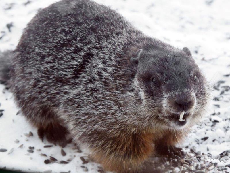 Holly, Woodchuck, Redpolls, and Black Bear Field Courses - UPDATE April 8, 2022
