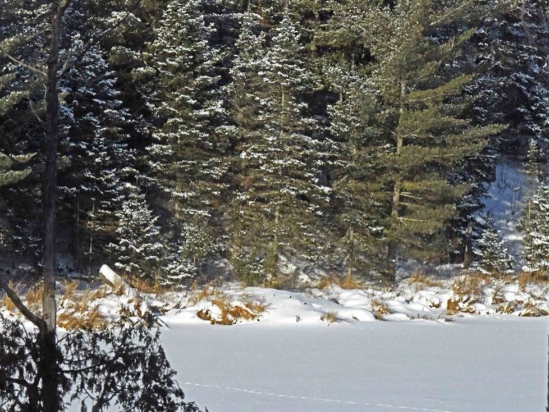 Thinking of Lily - UPDATE January 2, 2026