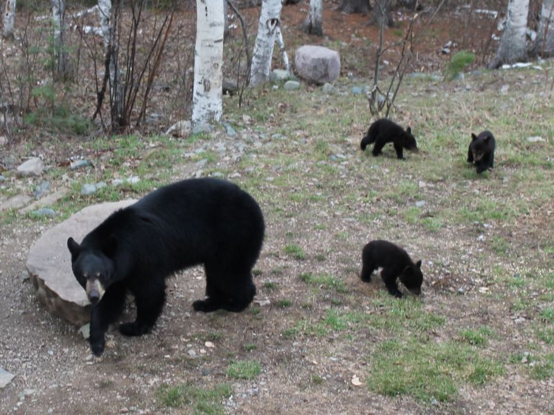 Big Bear, Baby Bears, and Beauty - UPDATE May 9, 2022