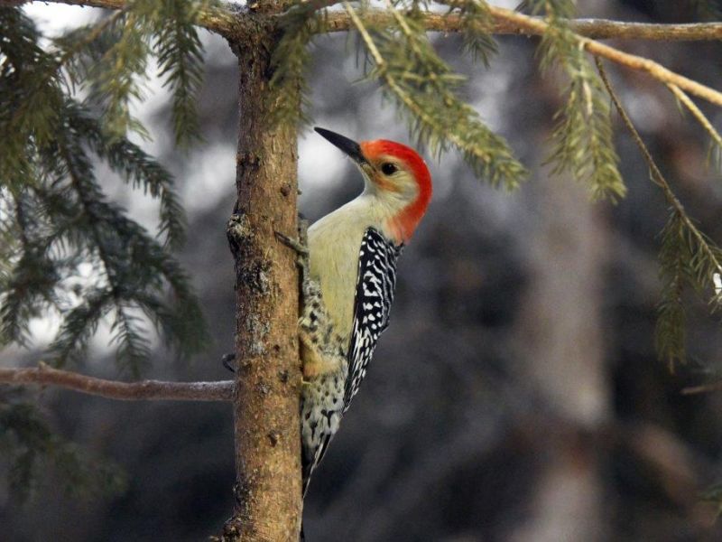 Bird Beauty - UPDATE December 4, 2022