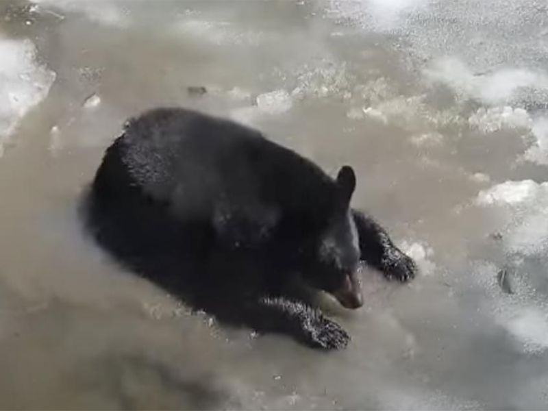 Tasha and Woodchuck Battle - UPDATE May 4, 2022