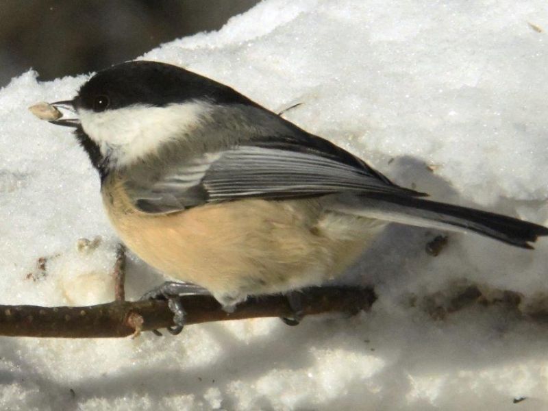 Ted and Straw Plus Chickadees - UPDATE February 17, 2022