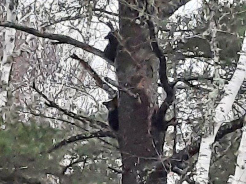 First Cubs Seen Around Here - UPDATE May 1, 2022