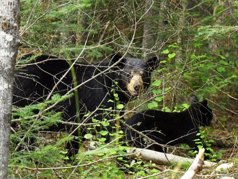 Judy McClure, Carolyn and Cubs, A Wolf Memory, and Hazelnuts - UPDATE July 18, 2022