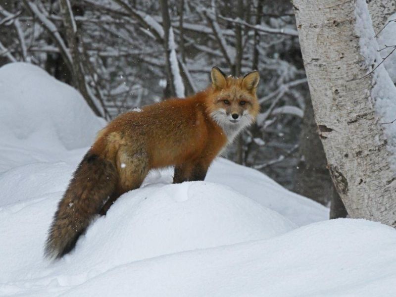 The Fox is Back! - UPDATE January 18, 2022