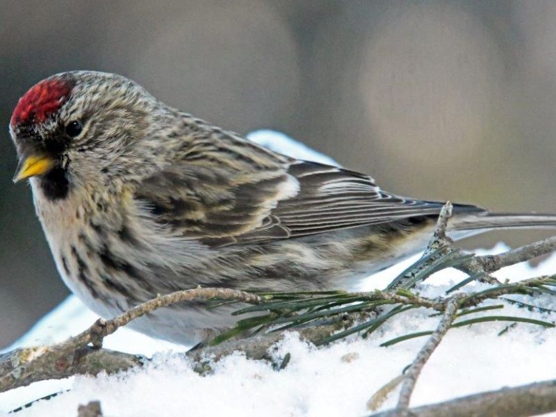 Pretty Girl, the Bobcat, and Winter Finches - UPDATE January 27, 2022