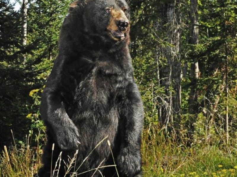 Memories of Ted - UPDATE November 9, 2022