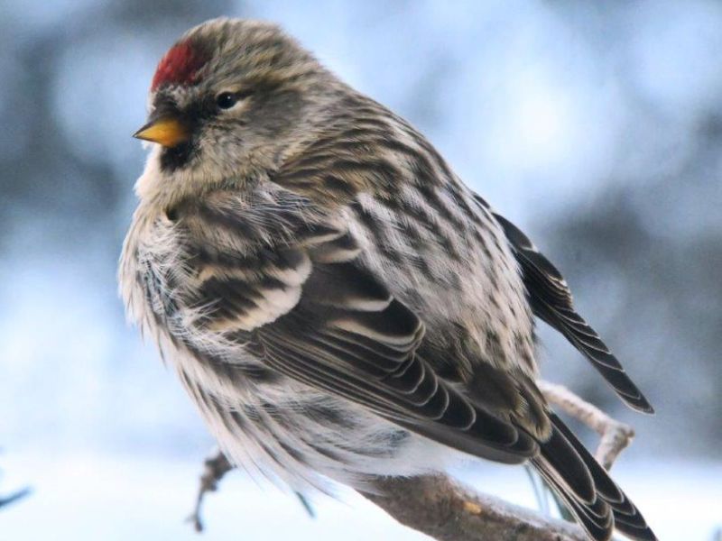 Ted Resting, Redpoll Power in Numbers - UPDATE February 11, 2022