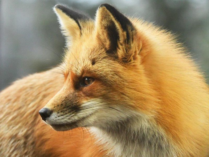 Wild Action - UPDATE March 2, 2024