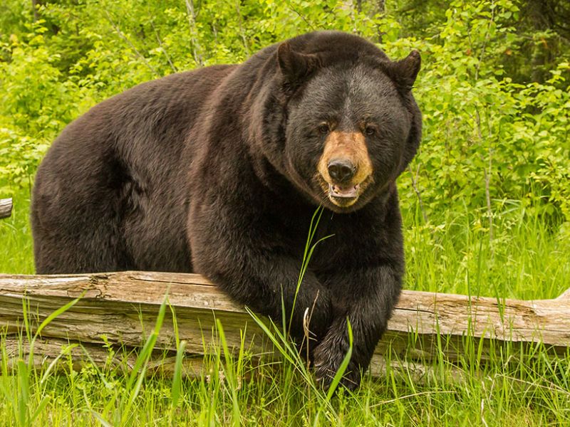 Breakfast With No Bears and No Ted - UPDATE October 31, 2024