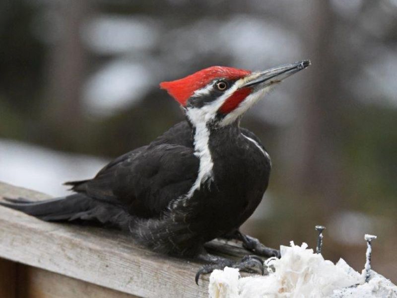 Lily, Ambassadors, Etc. - UPDATE March 30, 2016