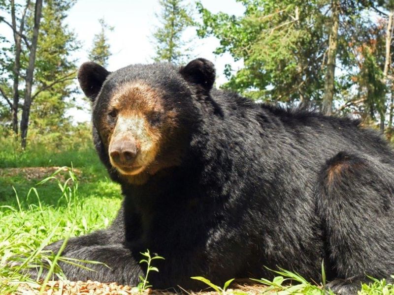 Sharon’s News, Bear Play, Spanky, and Ducks - UPDATE July 13, 2022