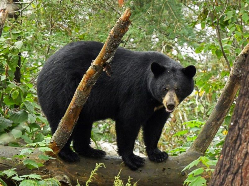 All is Well, Pixie, and a Spirit Bear in Michigan - UPDATE September 17, 2022