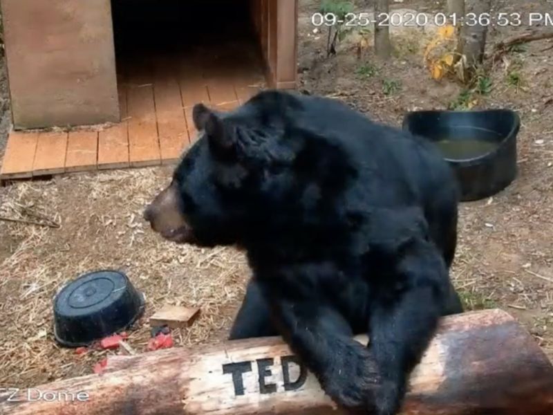 More on Ted’s Semi-Retirement - UPDATE September 26, 2020