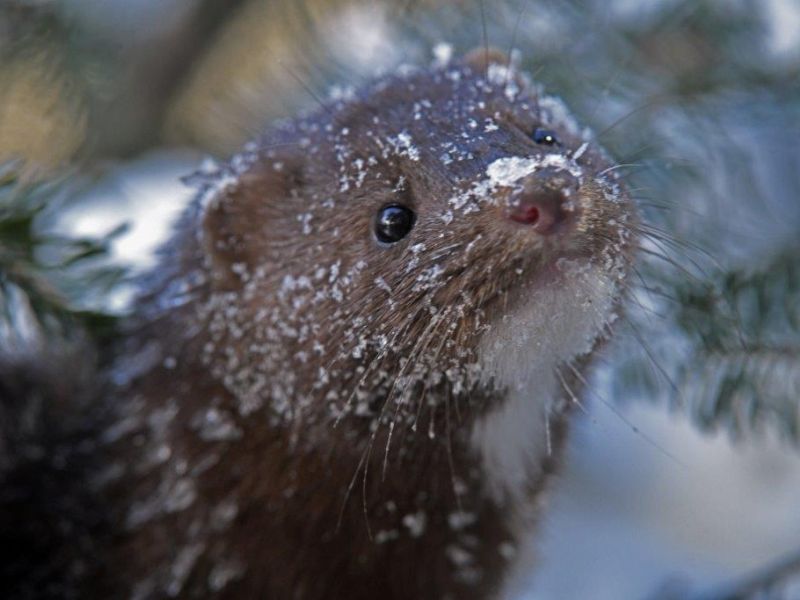New Mink - UPDATE January 19, 2021