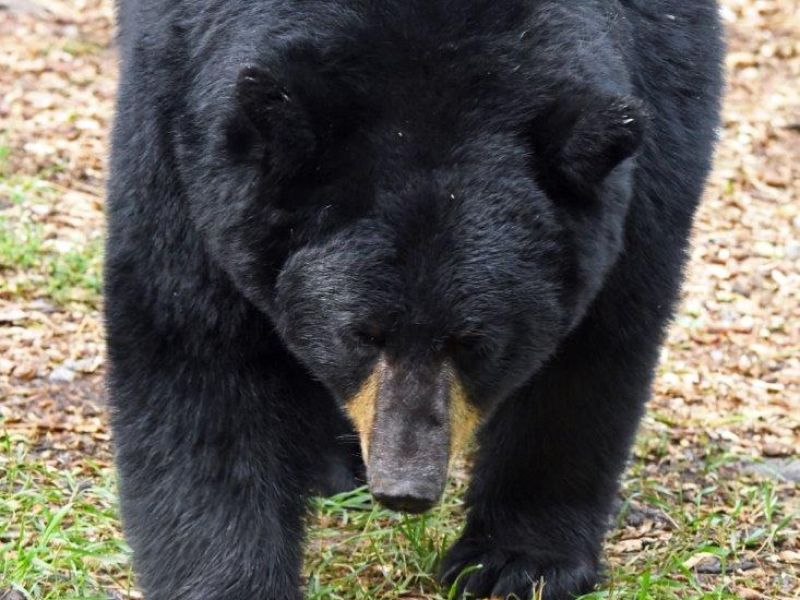 Bear Licenses, Bear Complaint Records, and a Point of Pride - UPDATE September 10, 2021