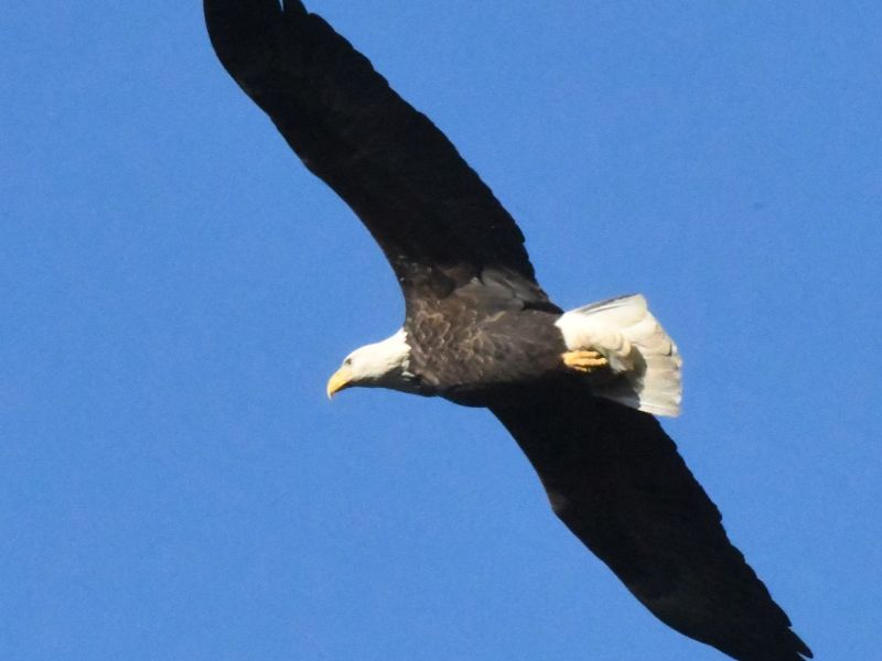 Near Barren of Bears, Big Birds Brightened the Blue Skies of Late - UPDATE October 10, 2025
