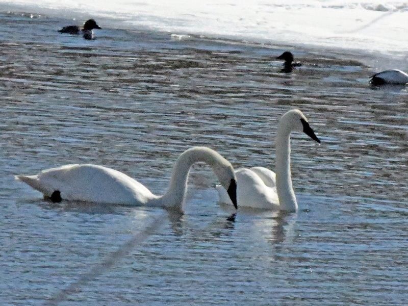 Tasha Up, Swans Back, and a First - UPDATE March 24, 2023