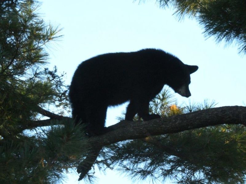 Anxiety Heightens - UPDATE September 1, 2024